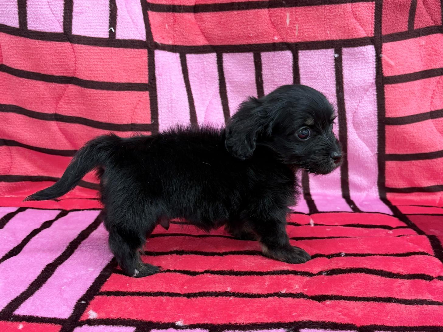 愛知県のマルックス(マルチーズ×ダックス) (ハピースペット春日井アミーゴ店/2025年12月7日生まれ/男の子/ブラックタン)の子犬の4枚目の画像