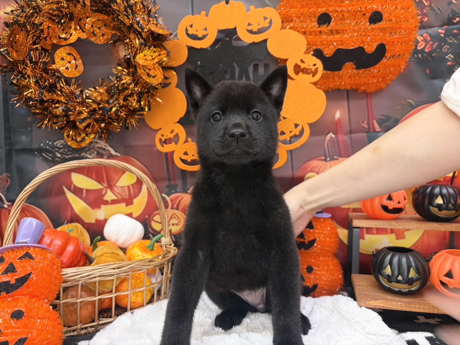 北海道の甲斐犬 (ラブワンコ カインズ大曲店/2026年8月7日生まれ/女の子/黒虎)の子犬の1枚目の画像