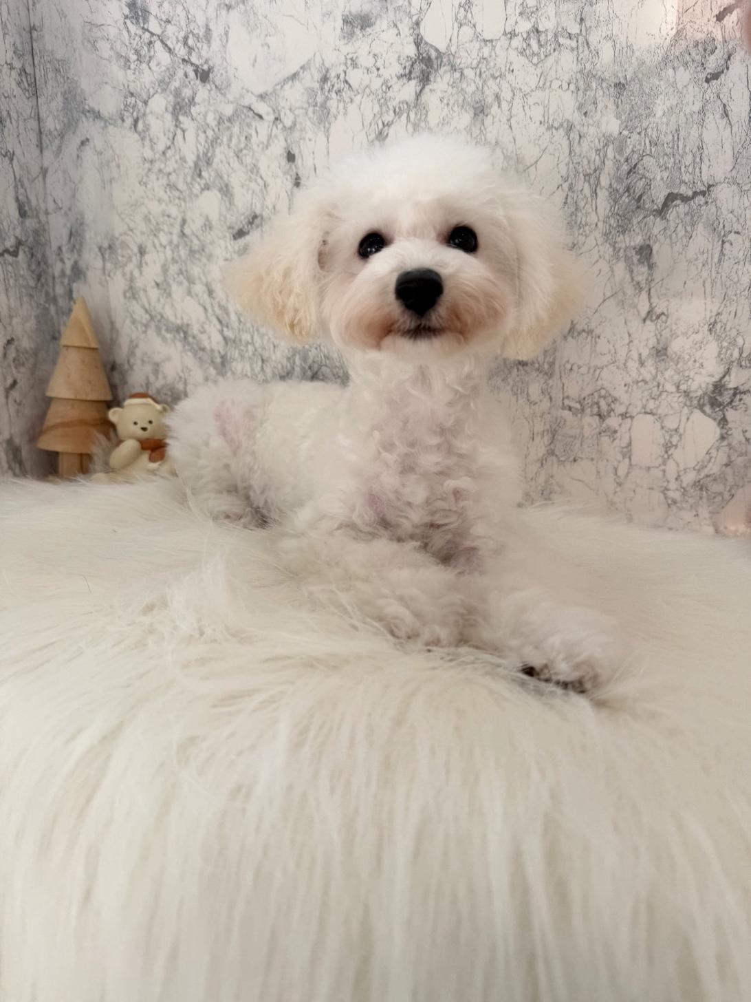 埼玉県のトイプードル(トイ) (PETSHOP FATIS/2025年7月19日生まれ/女の子/ホワイト)の子犬の1枚目の画像