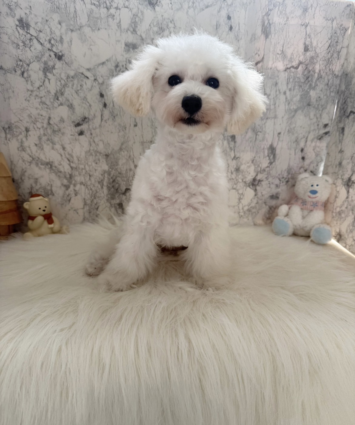 埼玉県のトイプードル(トイ) (PETSHOP FATIS/2025年7月19日生まれ/女の子/ホワイト)の子犬の2枚目の画像