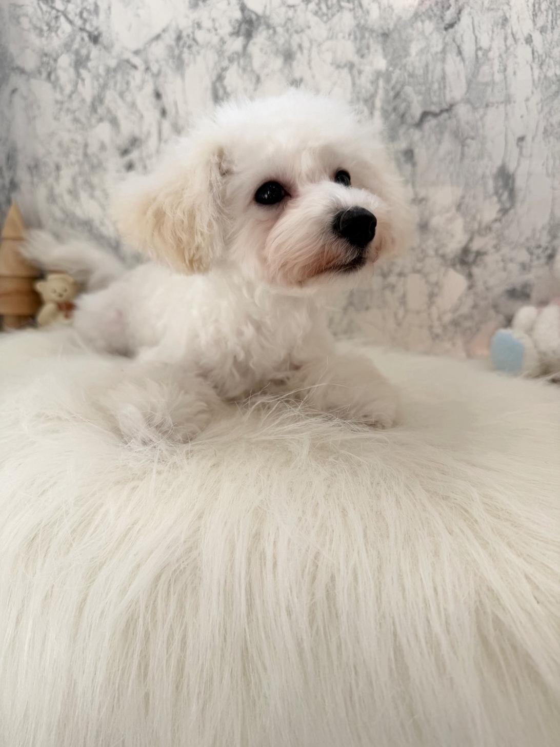 埼玉県のトイプードル(トイ) (PETSHOP FATIS/2025年7月19日生まれ/女の子/ホワイト)の子犬の3枚目の画像