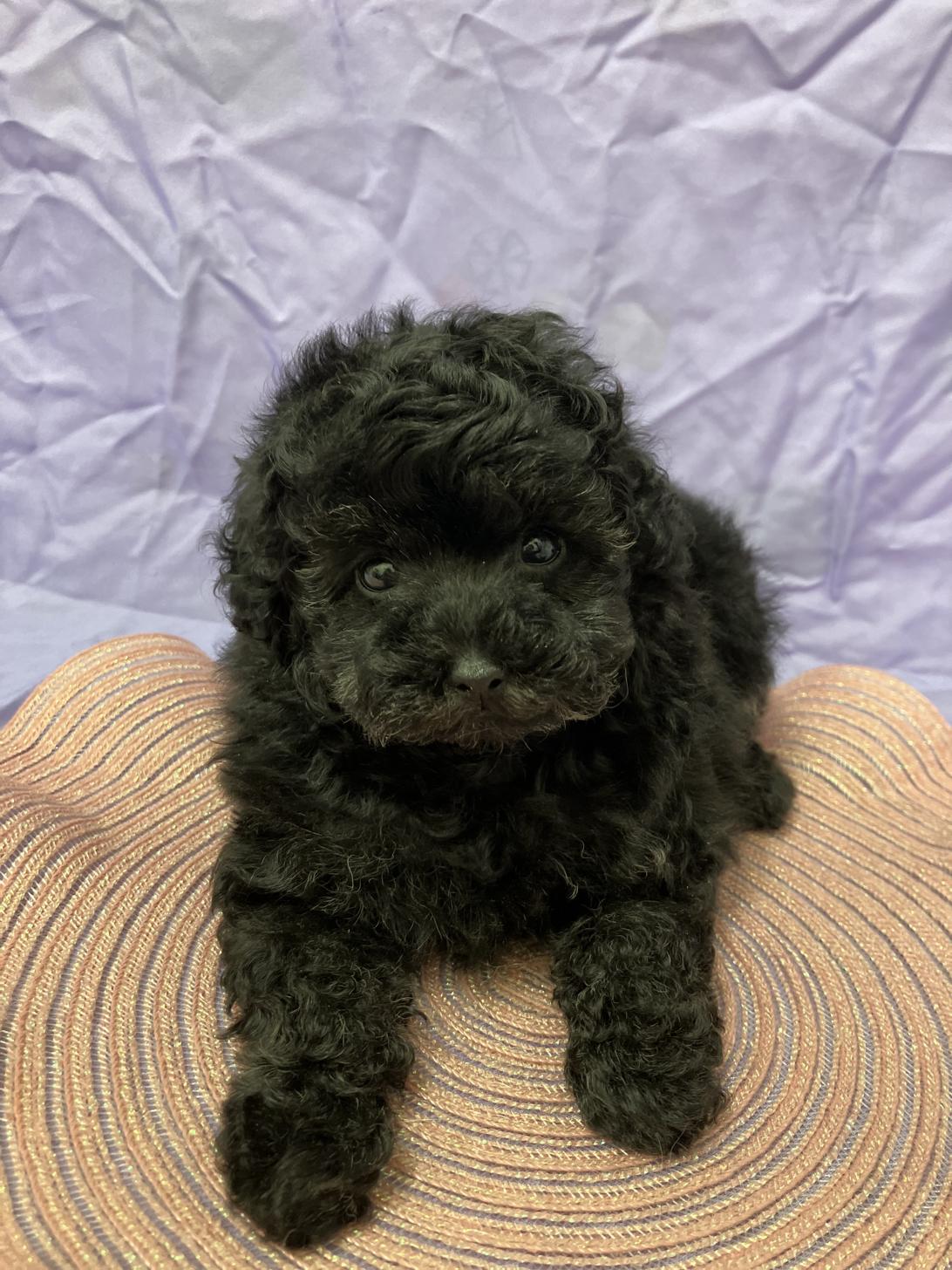 兵庫県のトイプードル(トイ) (フクエイペット/2026年2月9日生まれ/男の子/ブラック)の子犬の1枚目の画像