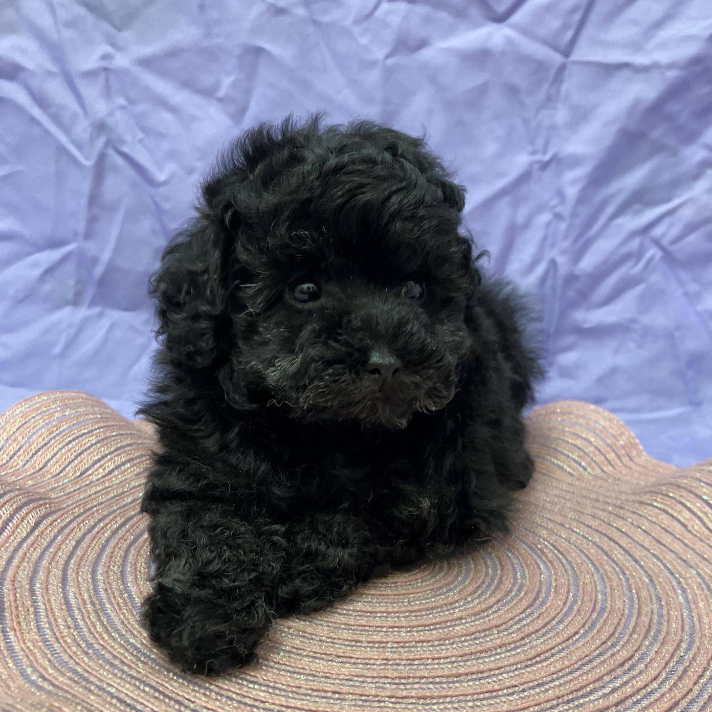 兵庫県のトイプードル(トイ) (フクエイペット/2026年2月9日生まれ/男の子/ブラック)の子犬の2枚目の画像