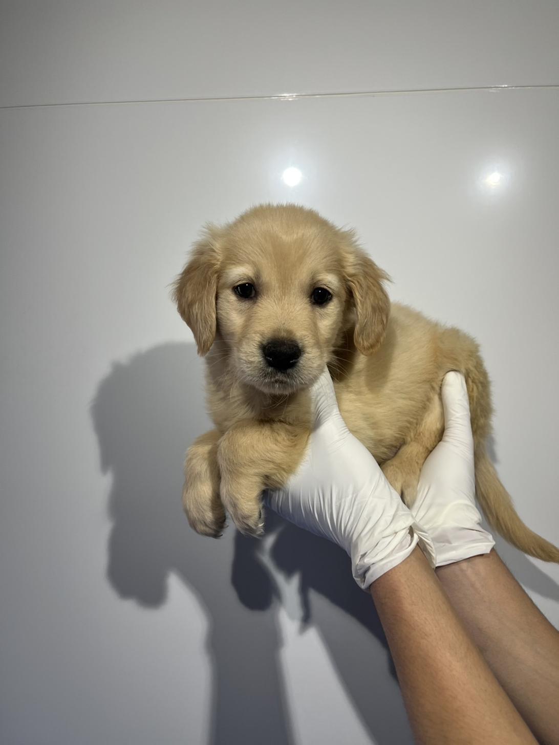 埼玉県のゴールデンレトリバー (ペッツスマイル加須インター店/2026年1月17日生まれ/男の子/ゴールデン)の子犬の1枚目の画像