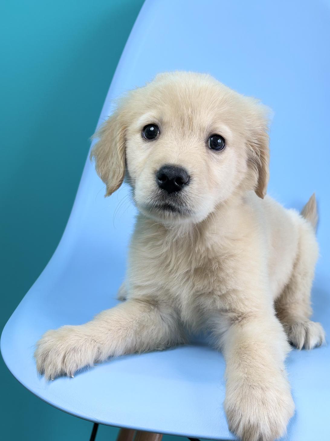 埼玉県のゴールデンレトリバー (ペッツスマイル加須インター店/2026年1月17日生まれ/男の子/ゴールデン)の子犬の1枚目の画像