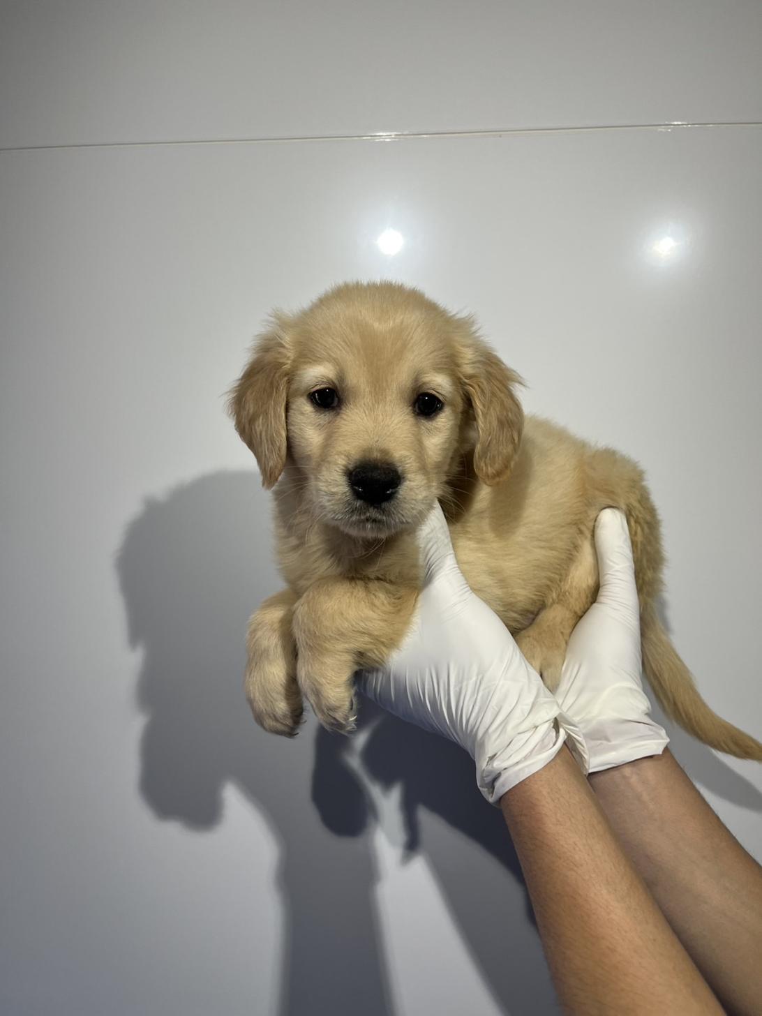 埼玉県のゴールデンレトリバー (ペッツスマイル加須インター店/2026年1月17日生まれ/男の子/ゴールデン)の子犬の2枚目の画像