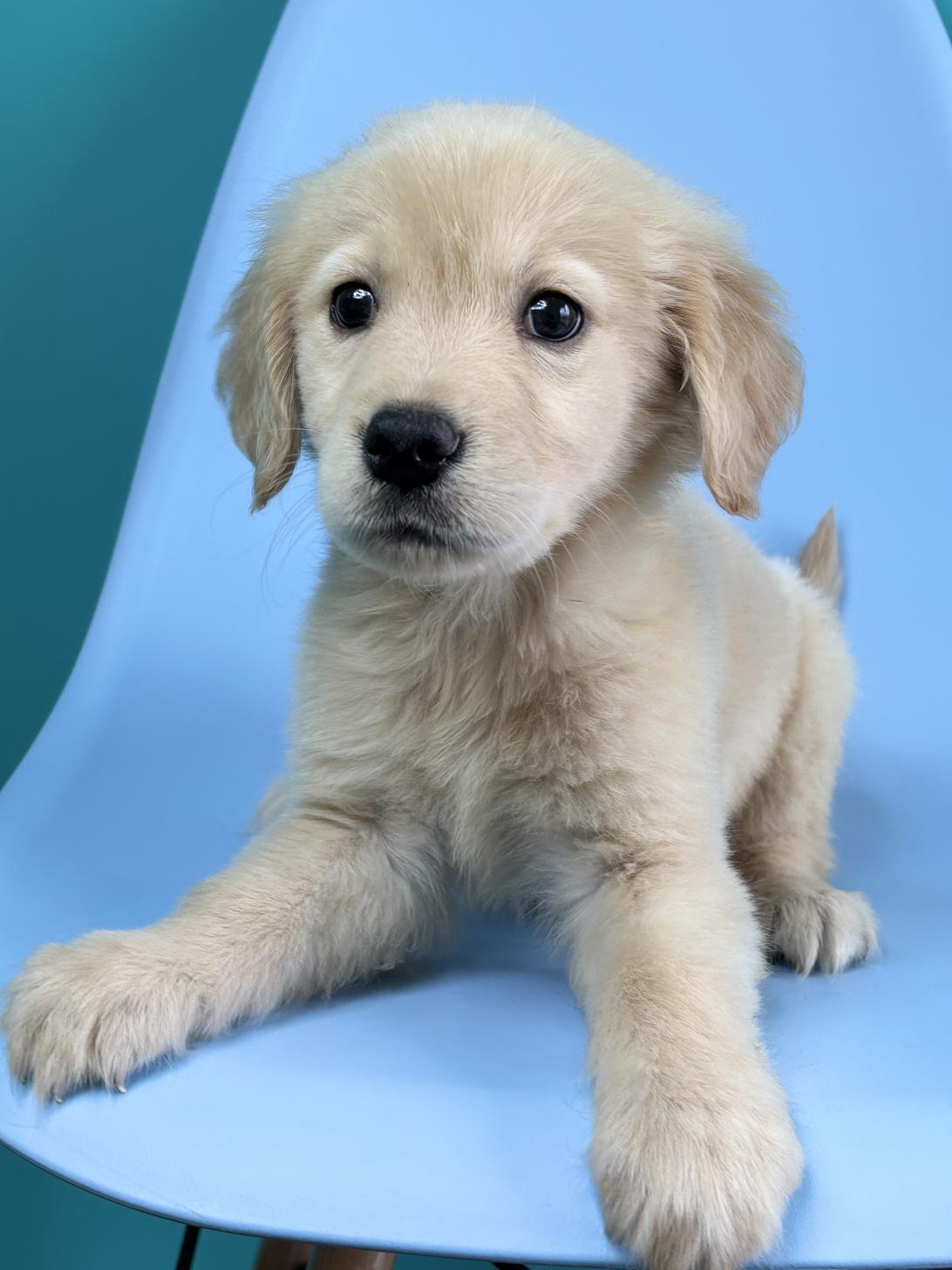埼玉県のゴールデンレトリバー (ペッツスマイル加須インター店/2026年1月17日生まれ/男の子/ゴールデン)の子犬の2枚目の画像