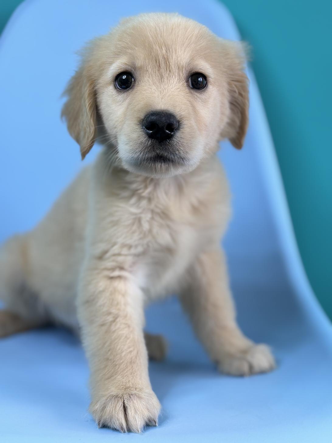 埼玉県のゴールデンレトリバー (ペッツスマイル加須インター店/2026年1月17日生まれ/男の子/ゴールデン)の子犬の3枚目の画像