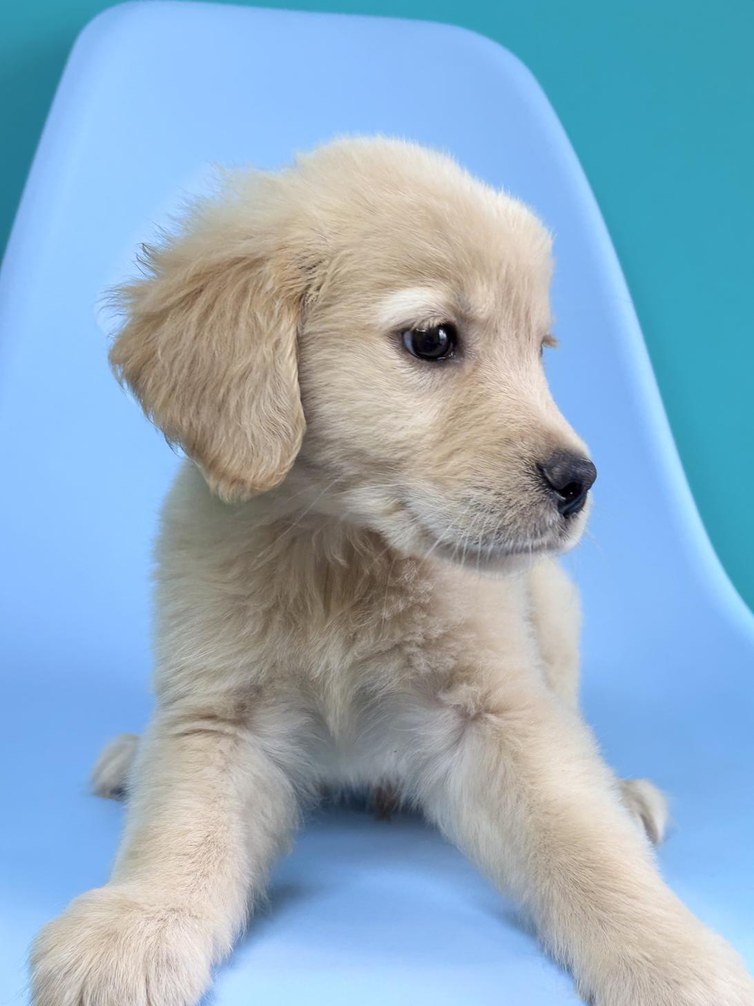 埼玉県のゴールデンレトリバー (ペッツスマイル加須インター店/2026年1月17日生まれ/男の子/ゴールデン)の子犬の4枚目の画像