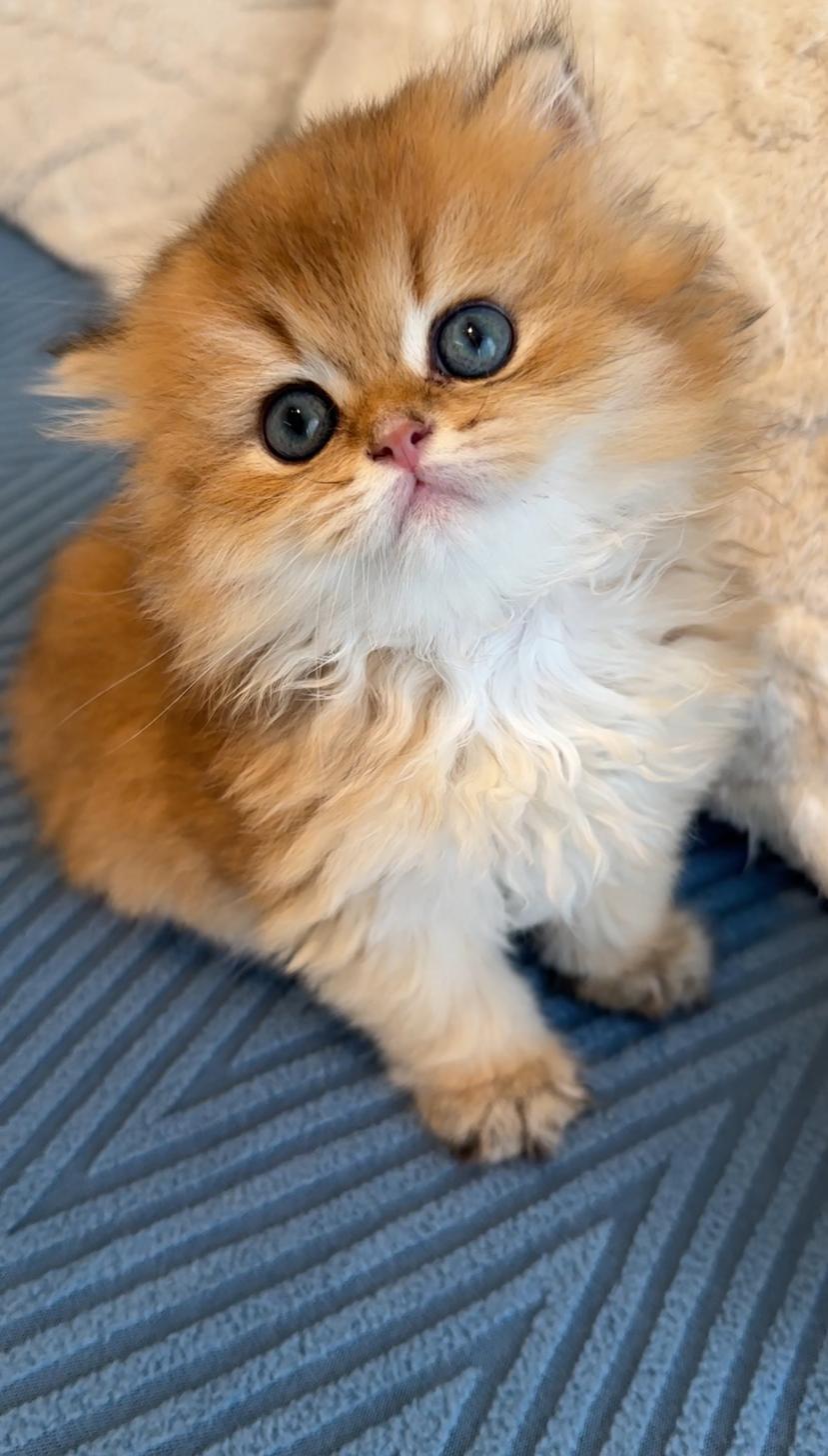 埼玉県のブリティッシュロングヘアー (PET SHOP Tiny tales/2025年7月8日生まれ/男の子/ゴールデン)の子猫の1枚目の画像