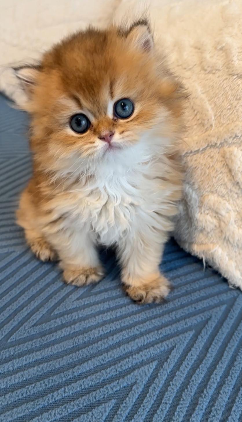 埼玉県のブリティッシュロングヘアー (PET SHOP Tiny tales/2025年7月8日生まれ/男の子/ゴールデン)の子猫の2枚目の画像