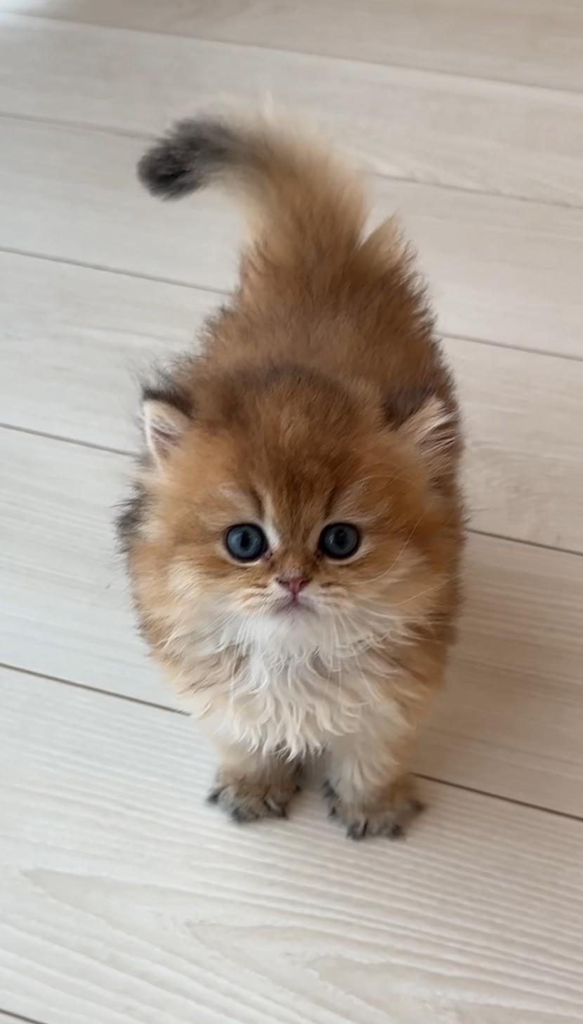 埼玉県のブリティッシュロングヘアー (PET SHOP Tiny tales/2025年7月8日生まれ/男の子/ゴールデン)の子猫の3枚目の画像