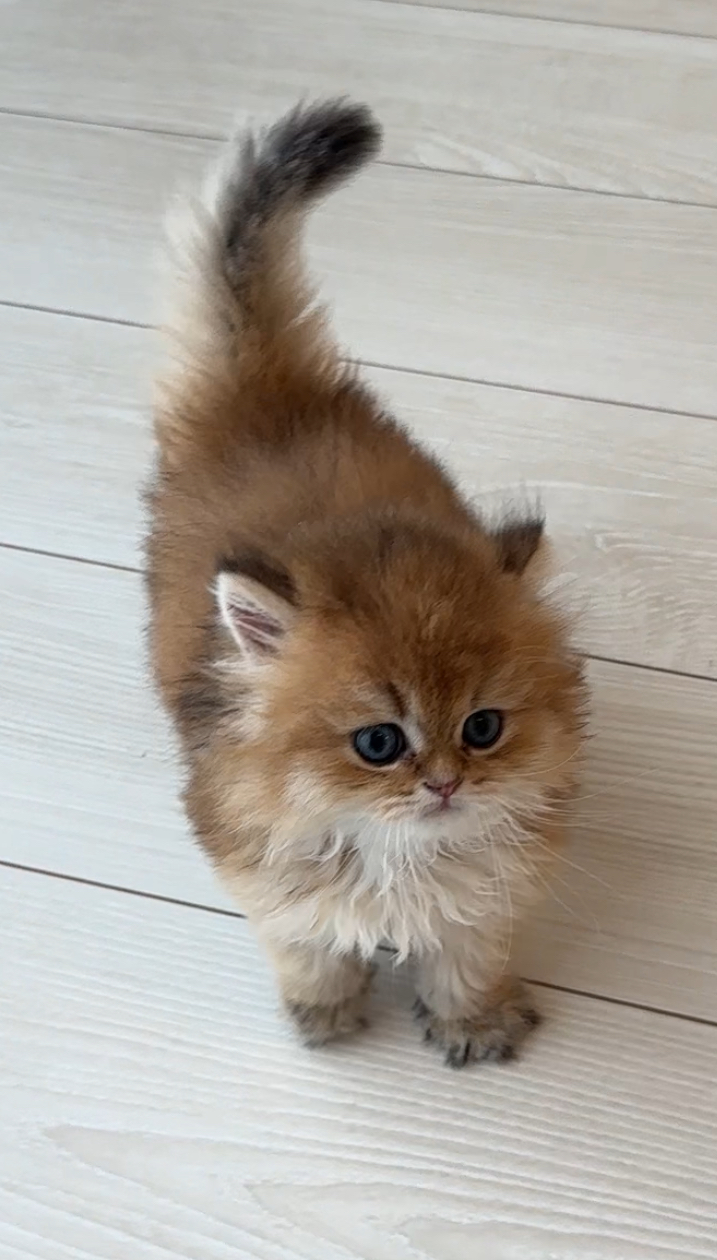 埼玉県のブリティッシュロングヘアー (PET SHOP Tiny tales/2025年7月8日生まれ/男の子/ゴールデン)の子猫の4枚目の画像