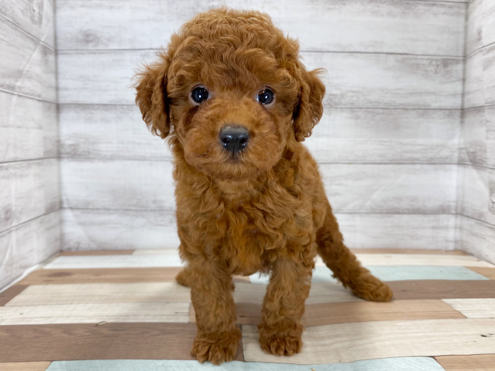 新潟県のトイプードル(トイ) (竹内ペット 新津本店/2025年8月17日生まれ/女の子/レッド)の子犬の1枚目の画像