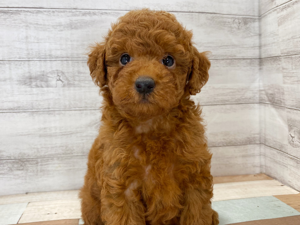 新潟県のトイプードル(トイ) (竹内ペット 新津本店/2025年8月17日生まれ/女の子/レッド)の子犬の2枚目の画像