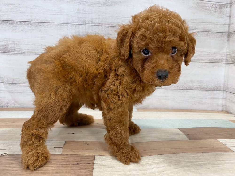 新潟県のトイプードル(トイ) (竹内ペット 新津本店/2025年8月17日生まれ/女の子/レッド)の子犬の3枚目の画像