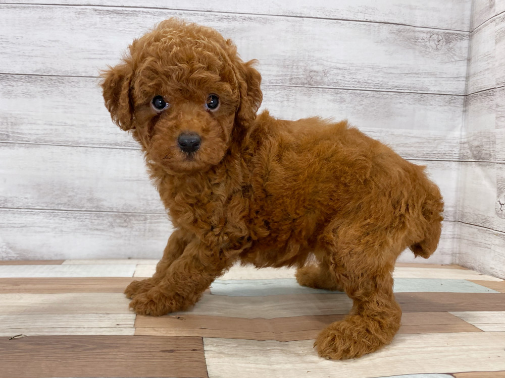 新潟県のトイプードル(トイ) (竹内ペット 新津本店/2025年8月17日生まれ/女の子/レッド)の子犬の4枚目の画像