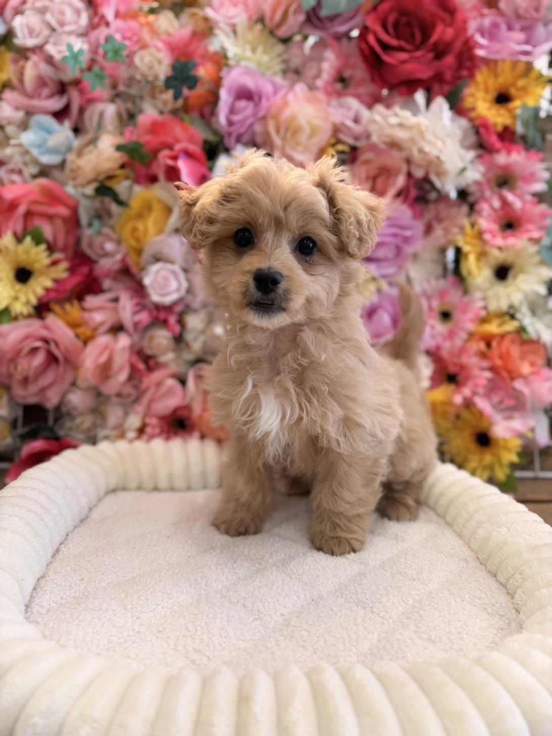 福岡県のペキプー(ペキニーズ×プードル) (スタードッグス大牟田店/2025年12月1日生まれ/女の子/アプリコット)の子犬の1枚目の画像