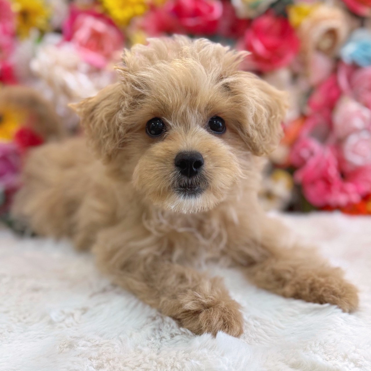 福岡県のペキプー(ペキニーズ×プードル) (スタードッグス大牟田店/2025年12月1日生まれ/女の子/アプリコット)の子犬の1枚目の画像