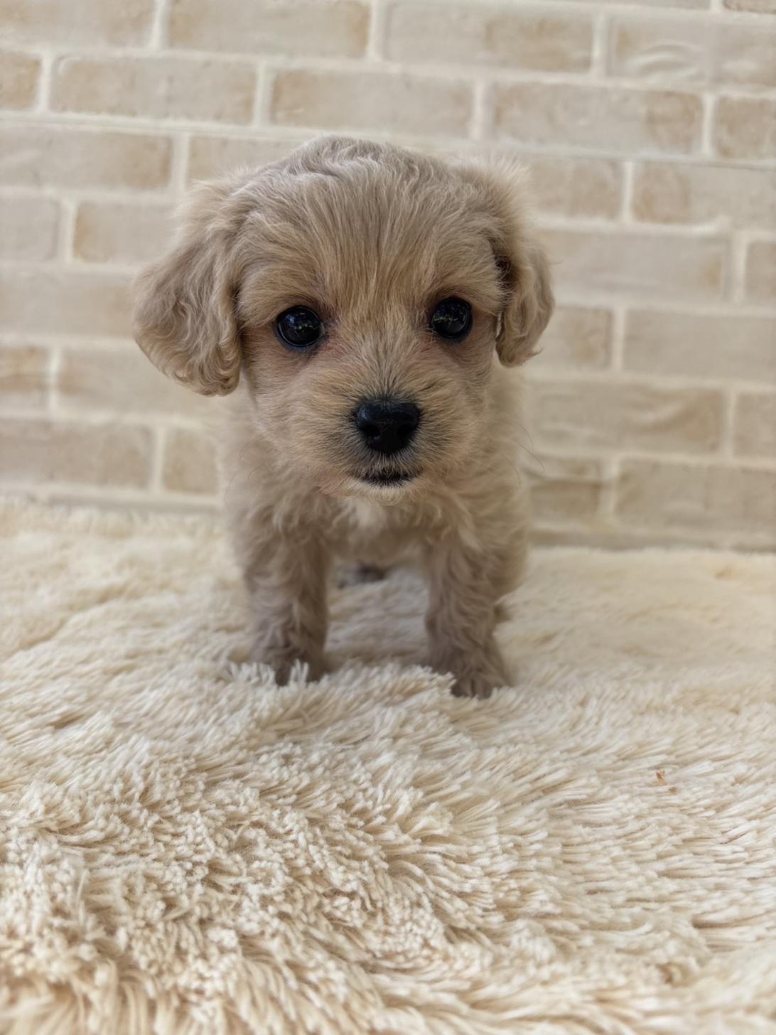 福岡県のペキプー(ペキニーズ×プードル) (スタードッグス大牟田店/2025年12月1日生まれ/女の子/アプリコット)の子犬の2枚目の画像