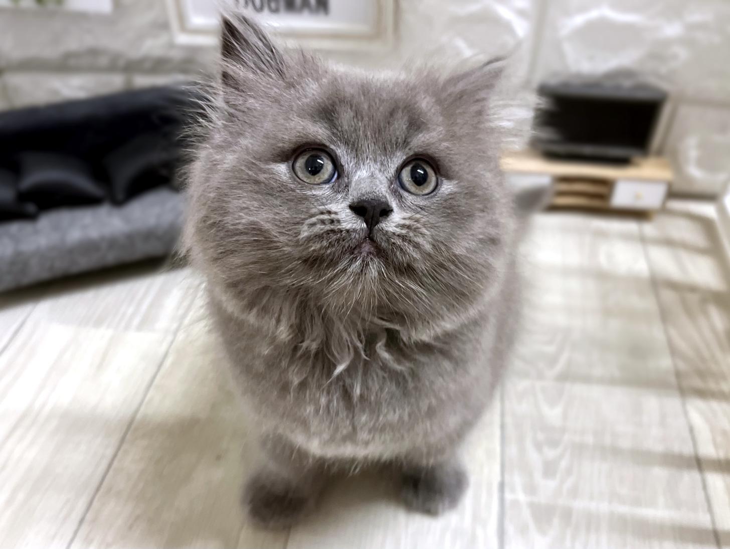 2026年2月7日生まれのスコティッシュフォールド