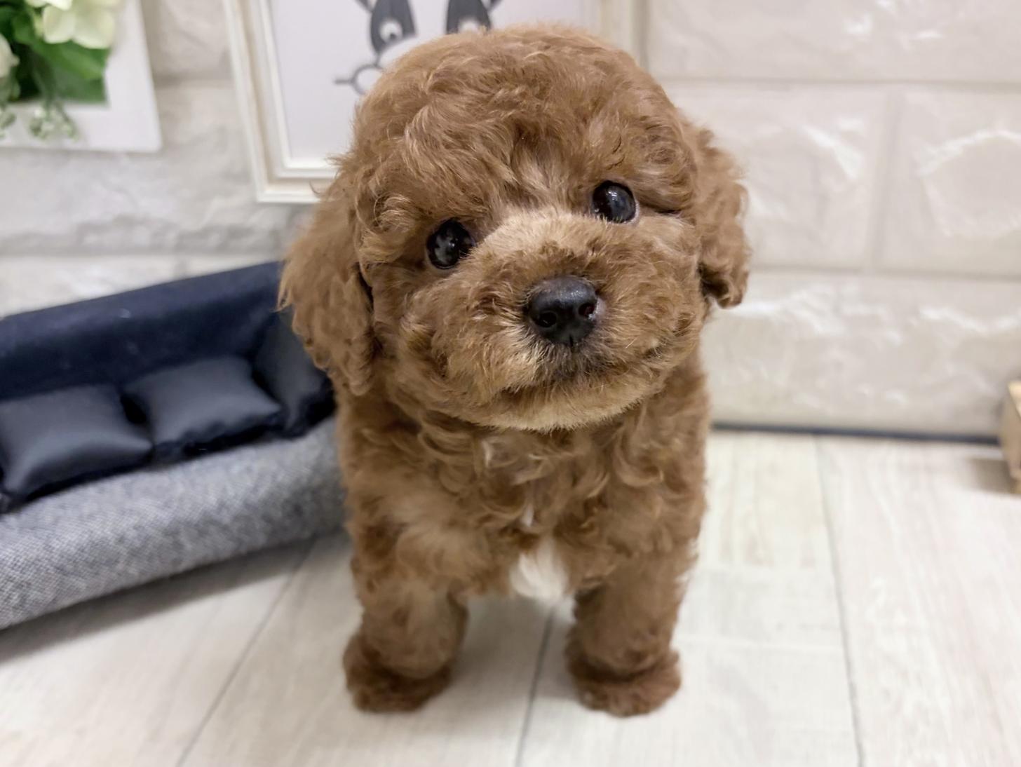 和歌山県のトイプードル(トイ) (DOGMAN和歌山中之島店/2026年8月31日生まれ/男の子/レッド)の子犬の1枚目の画像