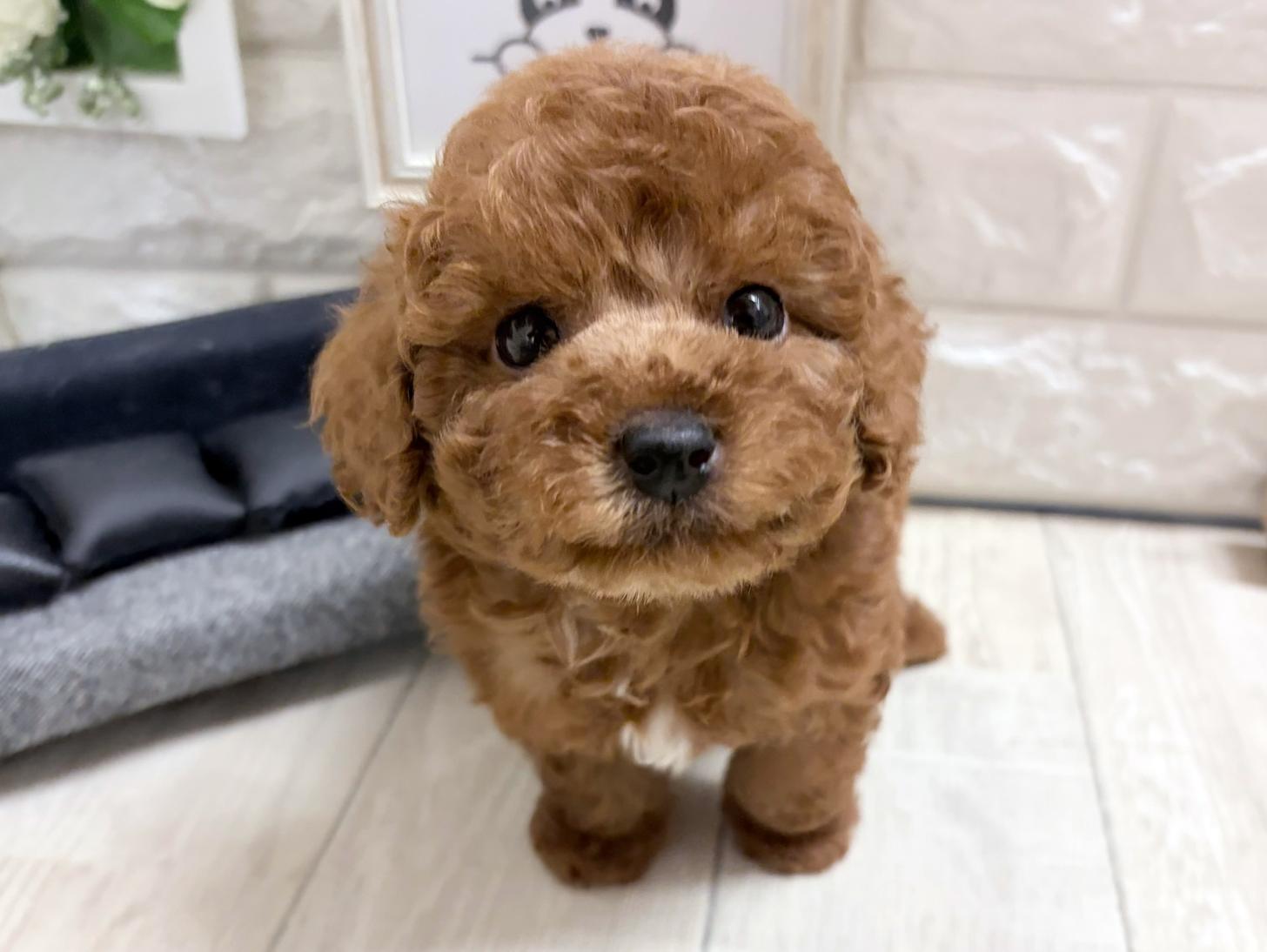 和歌山県のトイプードル(トイ) (DOGMAN和歌山中之島店/2026年8月31日生まれ/男の子/レッド)の子犬の2枚目の画像