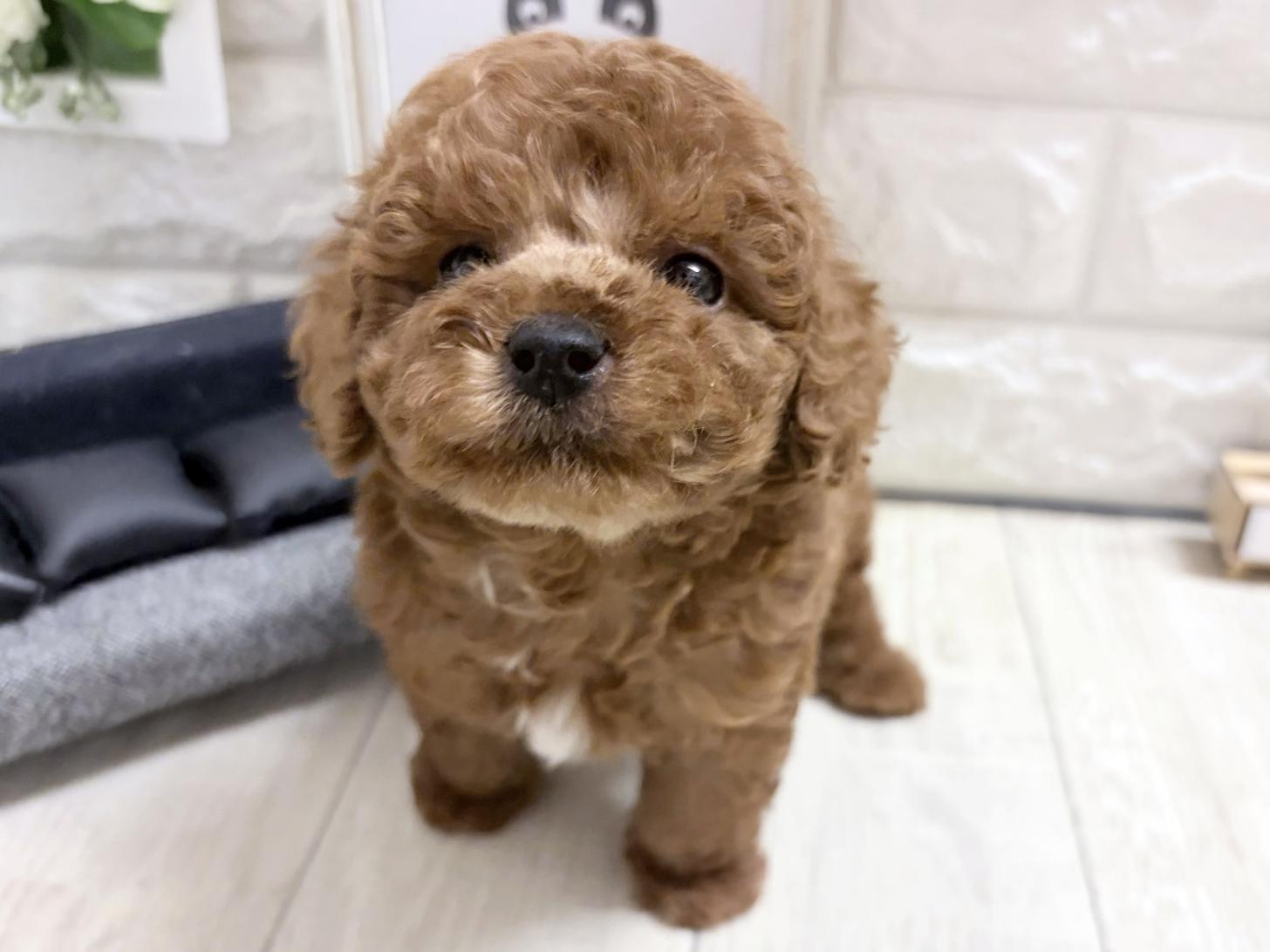 和歌山県のトイプードル(トイ) (DOGMAN和歌山中之島店/2026年8月31日生まれ/男の子/レッド)の子犬の3枚目の画像