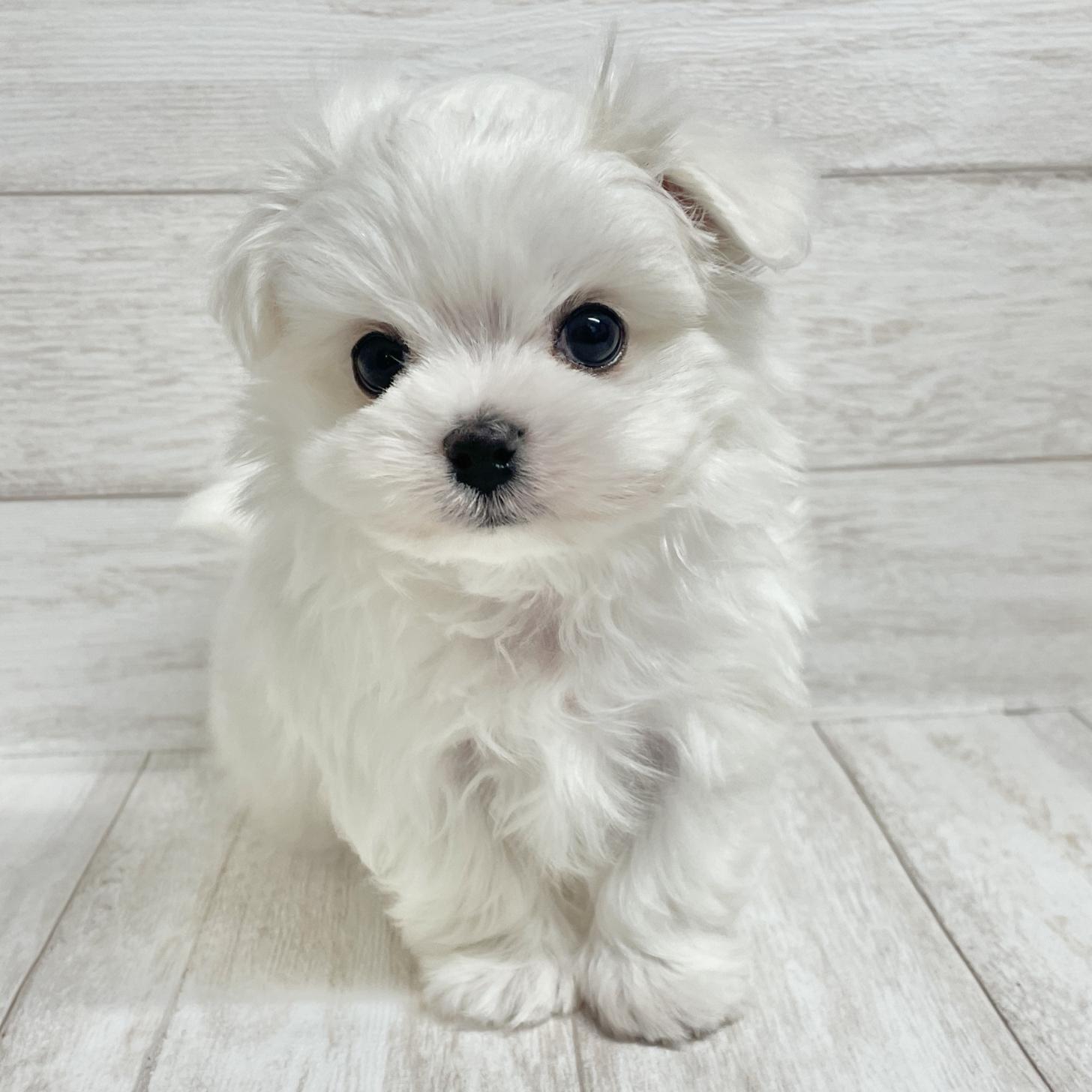 東京都のマルチーズ (ペピカファミリー水元店/2025年9月29日生まれ/男の子/ホワイト)の子犬の1枚目の画像