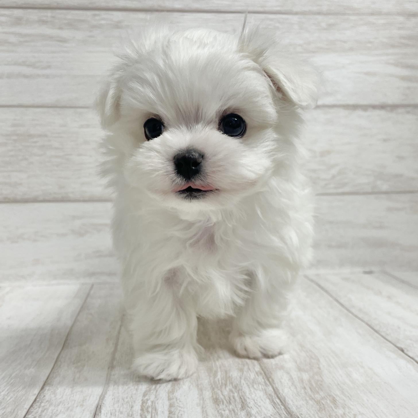 東京都のマルチーズ (ペピカファミリー水元店/2025年9月29日生まれ/男の子/ホワイト)の子犬の3枚目の画像