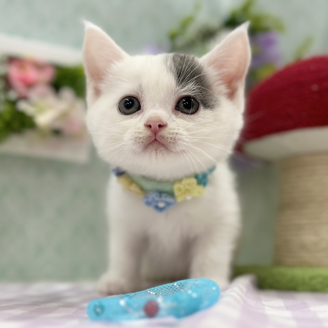 神奈川県のスコティッシュフォールド (にゃんこハウスPAW/2026年3月29日生まれ/男の子/ブルーホワイト)の子猫の1枚目の画像