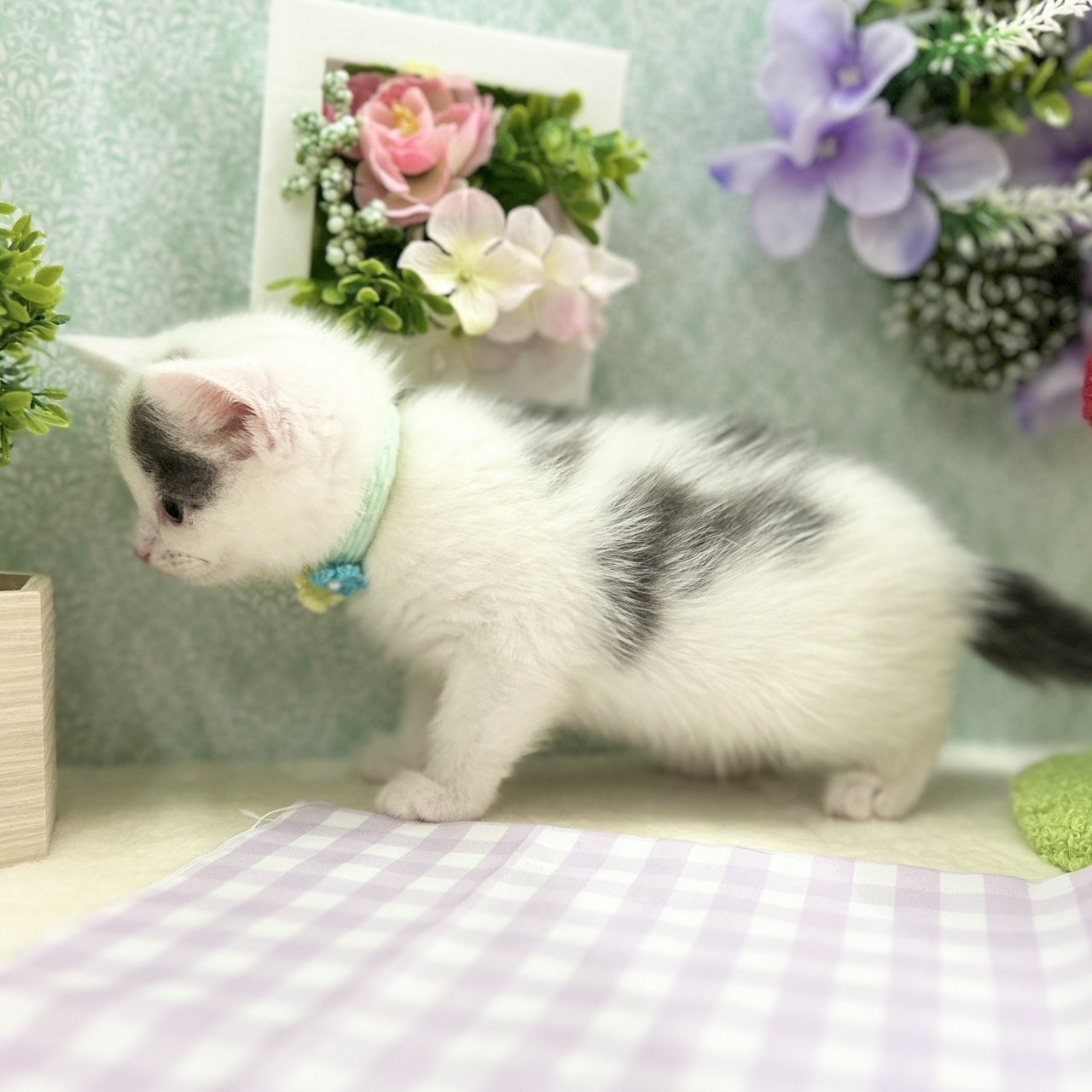 神奈川県のスコティッシュフォールド (にゃんこハウスPAW/2026年3月29日生まれ/男の子/ブルーホワイト)の子猫の2枚目の画像