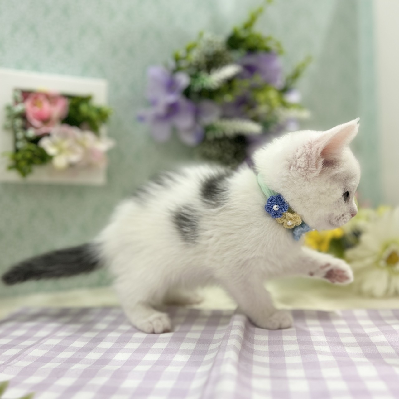 神奈川県のスコティッシュフォールド (にゃんこハウスPAW/2026年3月29日生まれ/男の子/ブルーホワイト)の子猫の3枚目の画像