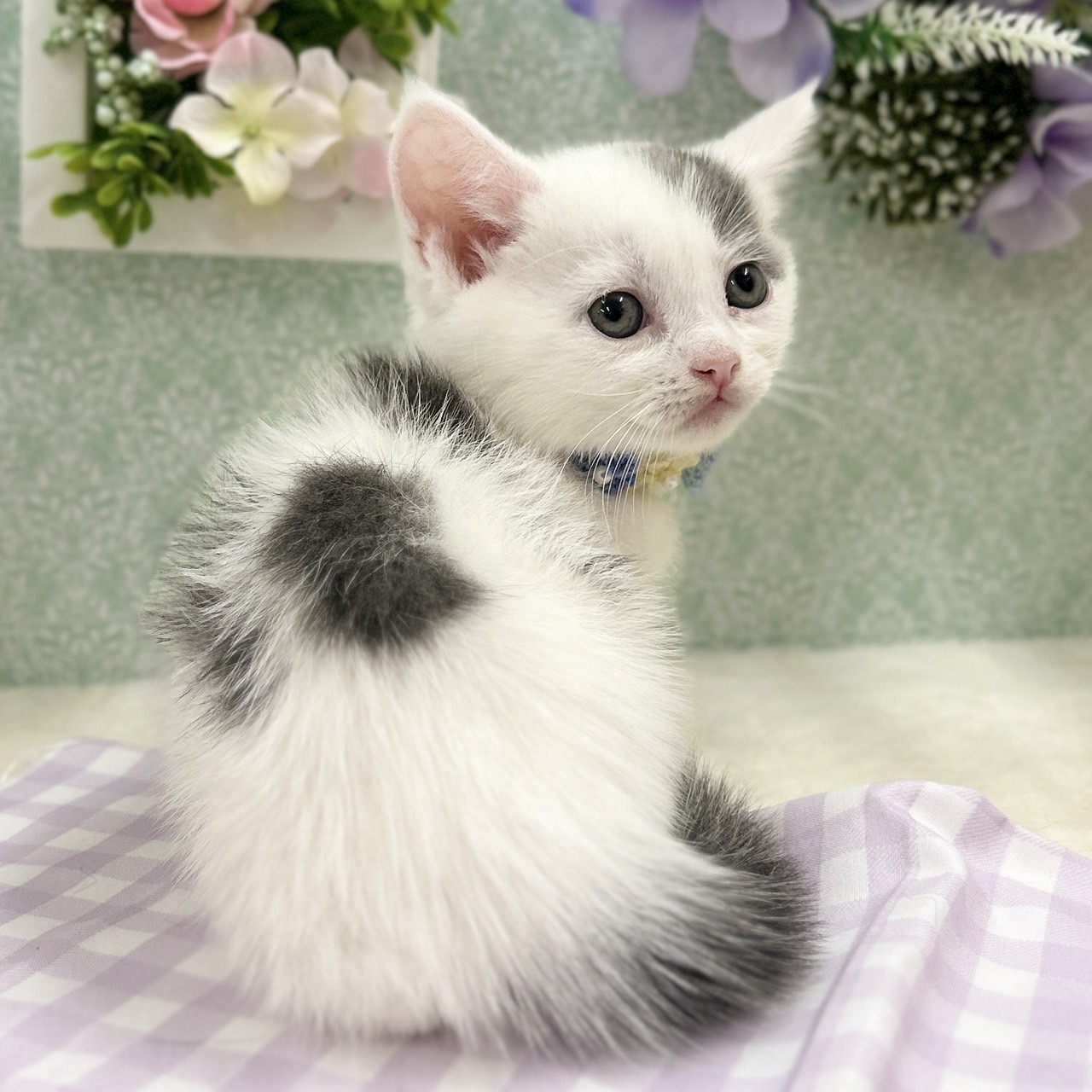神奈川県のスコティッシュフォールド (にゃんこハウスPAW/2026年3月29日生まれ/男の子/ブルーホワイト)の子猫の4枚目の画像