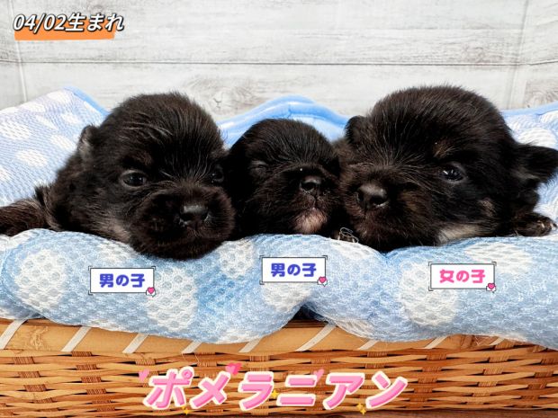 新潟県のポメラニアン (竹内ペット 新潟西店/2026年4月2日生まれ/男の子/ブラックタン)の子犬