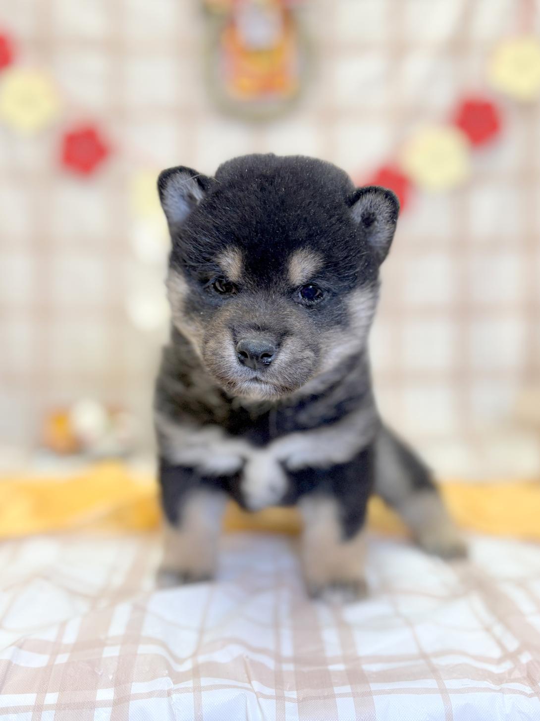 北海道の豆柴 (ラブワンコ平岸店/2025年11月28日生まれ/女の子/黒)の子犬