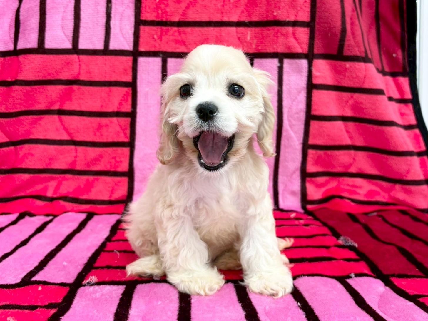 愛知県のアメリカンコッカースパニエル (ハピースペット春日井アミーゴ店/2025年9月7日生まれ/女の子/バフ)の子犬の1枚目の画像