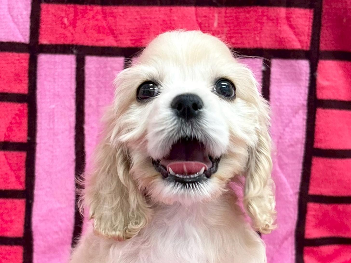 愛知県のアメリカンコッカースパニエル (ハピースペット春日井アミーゴ店/2025年9月7日生まれ/女の子/バフ)の子犬の2枚目の画像