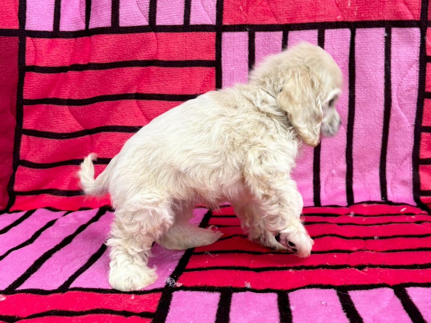 愛知県のアメリカンコッカースパニエル (ハピースペット春日井アミーゴ店/2025年9月7日生まれ/女の子/バフ)の子犬の4枚目の画像