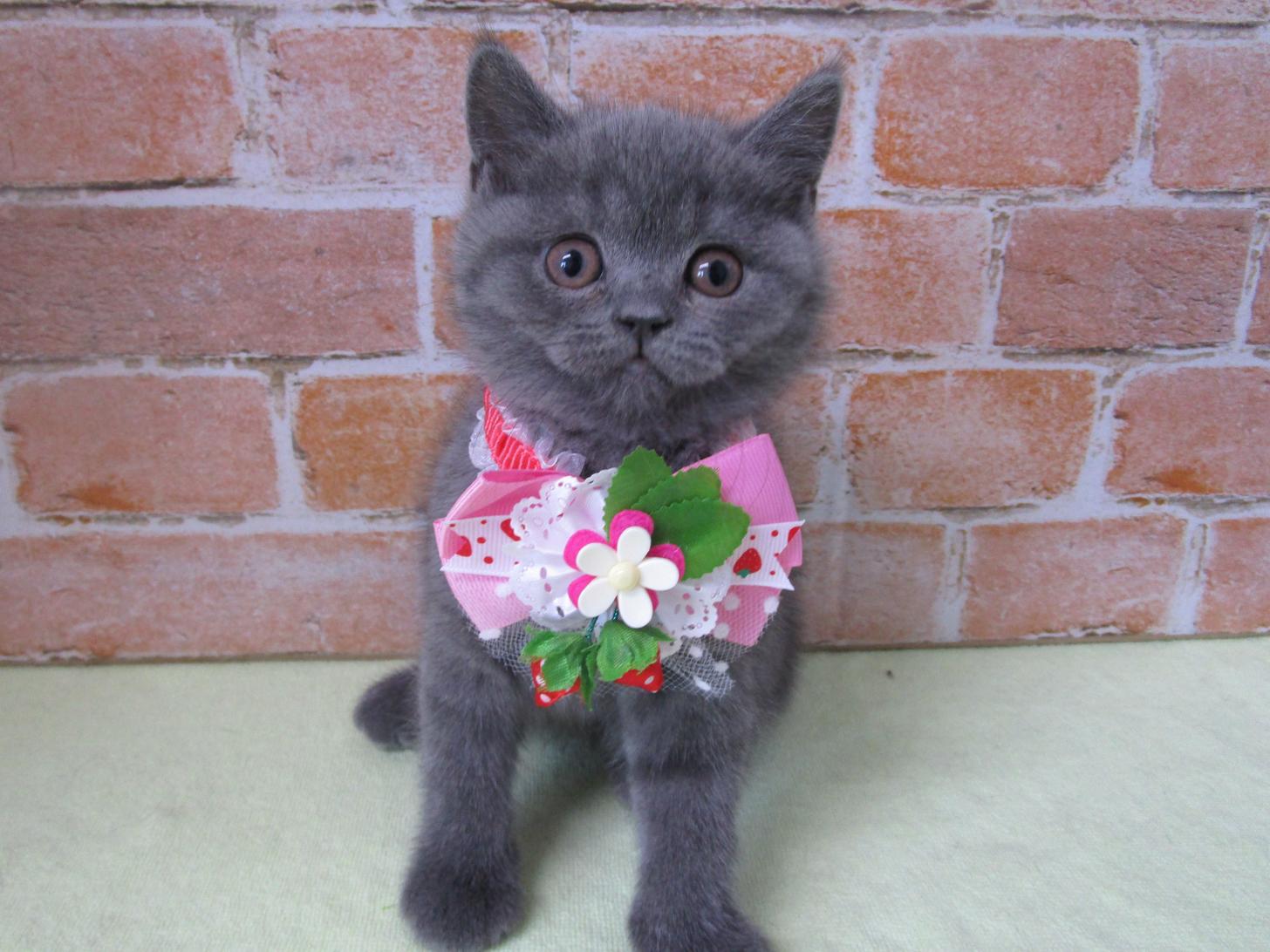 宮城県のブリティッシュショートヘアー (ズーズーカンパニー 八乙女店/2026年1月4日生まれ/女の子/ブルー)の子猫の1枚目の画像