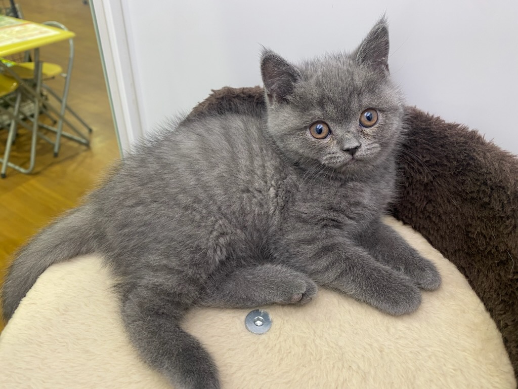 宮城県のブリティッシュショートヘアー (ズーズーカンパニー 八乙女店/2026年1月4日生まれ/女の子/ブルー)の子猫の2枚目の画像