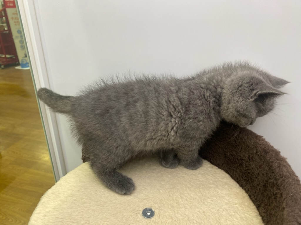 宮城県のブリティッシュショートヘアー (ズーズーカンパニー 八乙女店/2026年1月4日生まれ/女の子/ブルー)の子猫の3枚目の画像