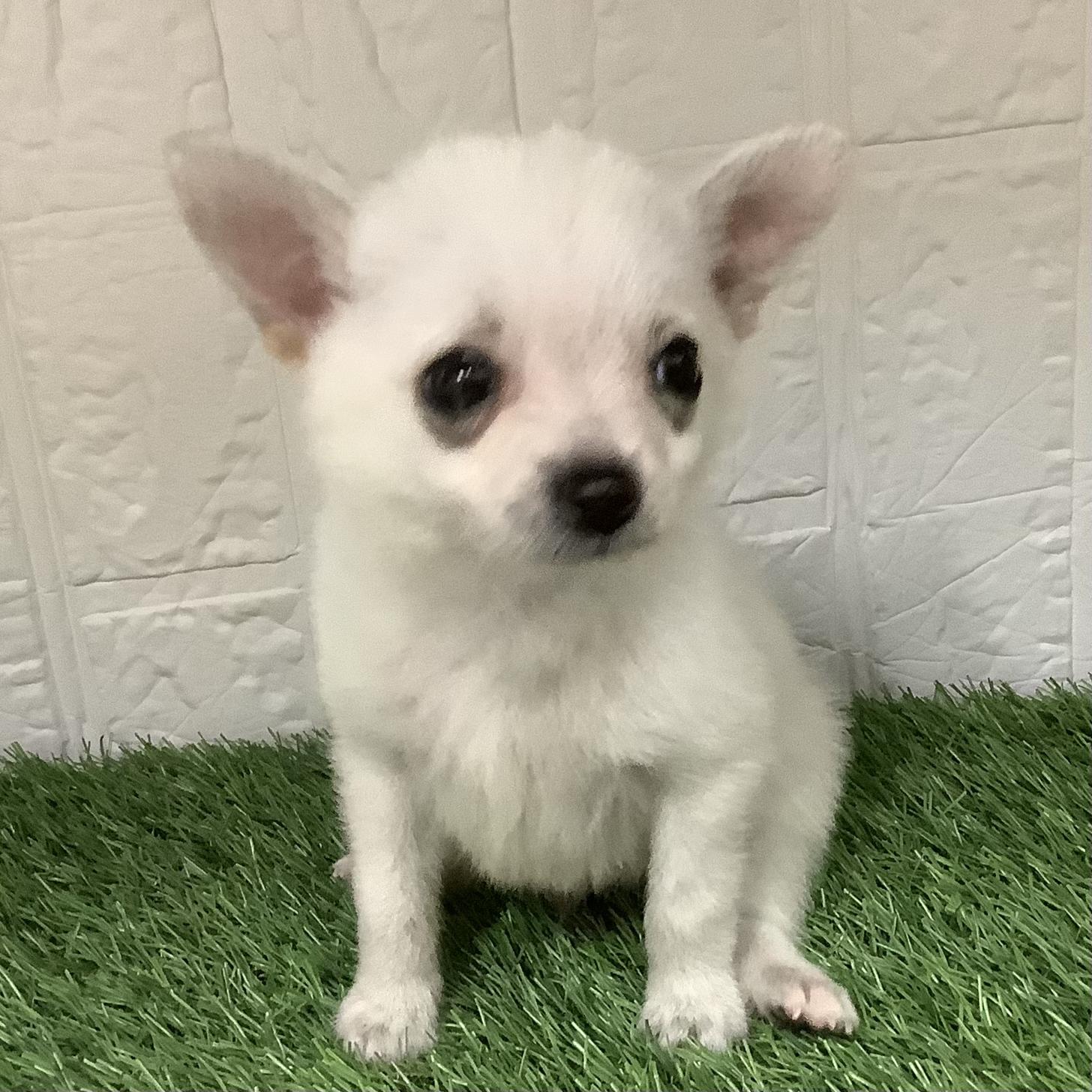 福岡県のポメチワ/チワポメ/ポメチー(ポメラニアン×チワワ) (ドッグズホーム旗崎店/2026年2月17日生まれ/男の子/クリーム)の子犬