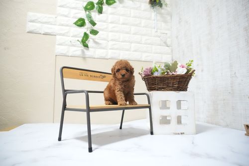 滋賀県のトイプードル(タイニー) (いっぷく湖南店/2025年10月14日生まれ/男の子/レッドフォーン)の子犬の1枚目の画像