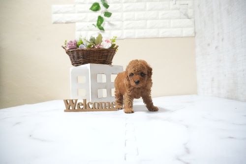 滋賀県のトイプードル(タイニー) (いっぷく湖南店/2025年10月14日生まれ/男の子/レッドフォーン)の子犬の3枚目の画像