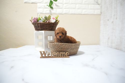 滋賀県のトイプードル(タイニー) (いっぷく湖南店/2025年10月14日生まれ/男の子/レッドフォーン)の子犬の4枚目の画像