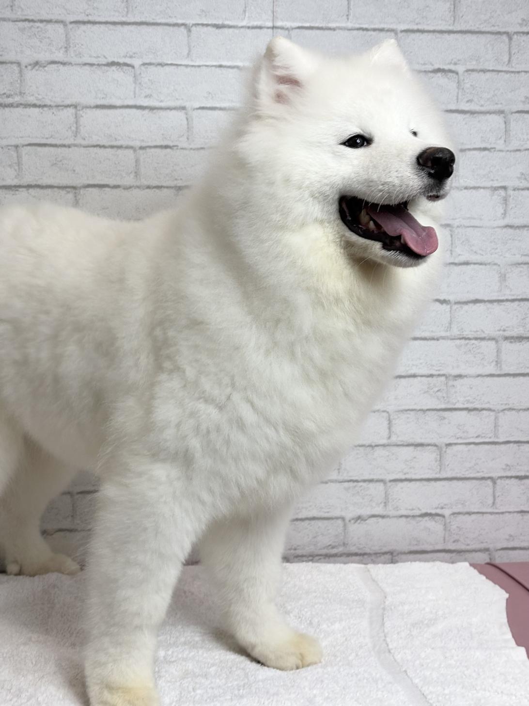 埼玉県のサモエド (ペッツスマイル加須インター店/2025年3月30日生まれ/男の子/ホワイト)の子犬の3枚目の画像