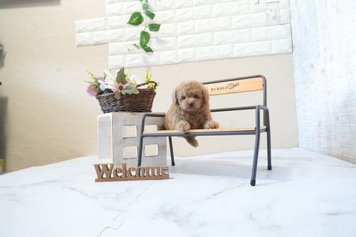 滋賀県のトイプードル(トイ) (いっぷく湖南店/2025年12月21日生まれ/男の子/オレンジフォーン)の子犬の1枚目の画像