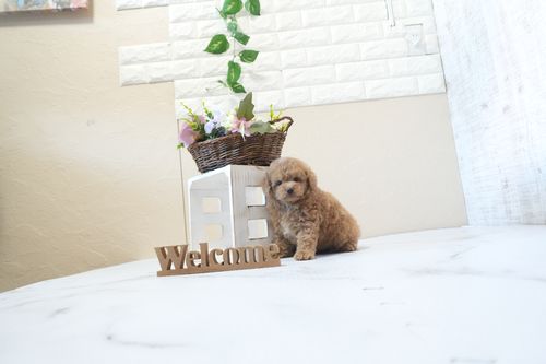 滋賀県のトイプードル(トイ) (いっぷく湖南店/2025年12月21日生まれ/男の子/オレンジフォーン)の子犬の2枚目の画像