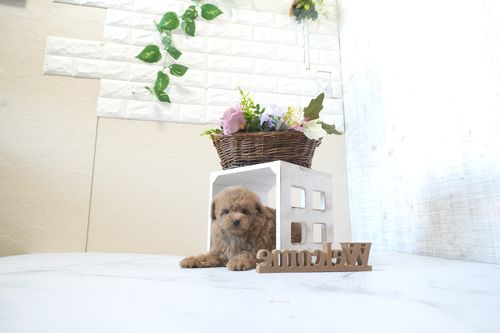 滋賀県のトイプードル(トイ) (いっぷく湖南店/2025年12月21日生まれ/男の子/オレンジフォーン)の子犬の3枚目の画像